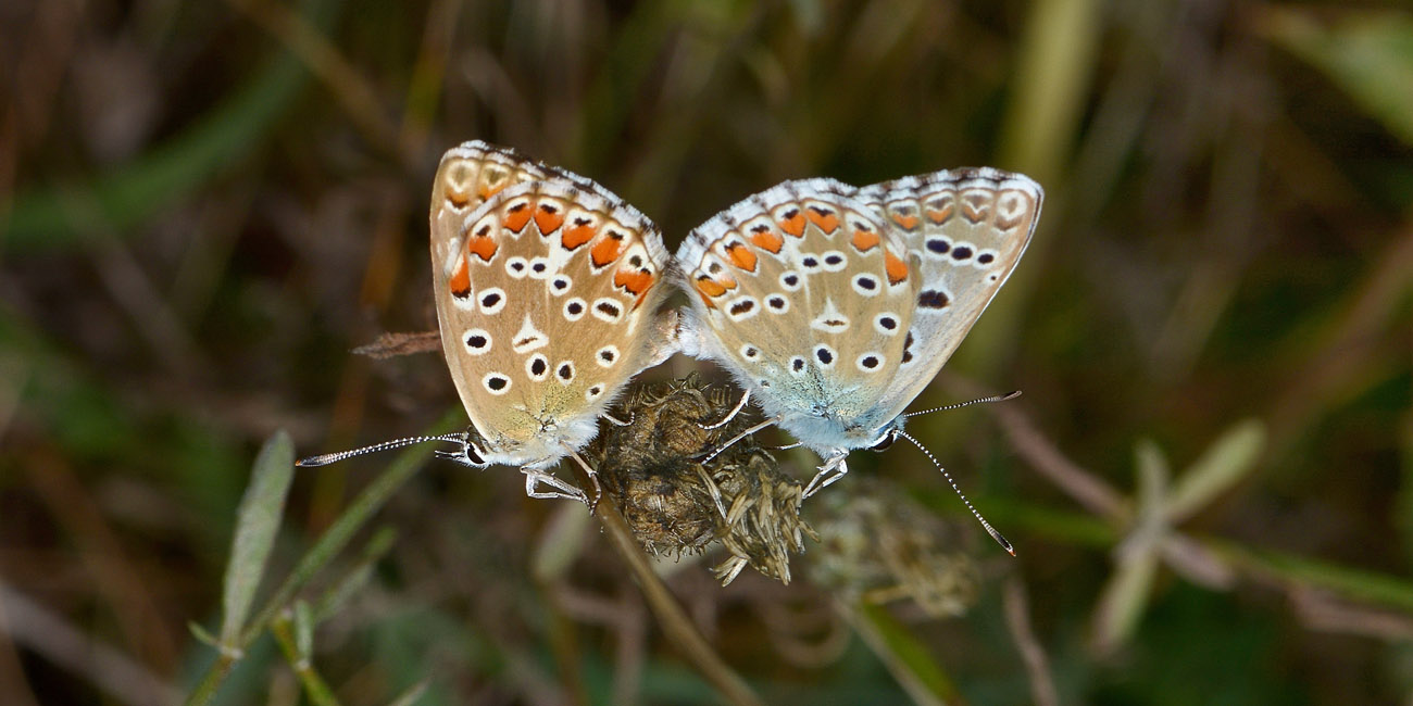 Lysandra bellargus